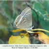 lampides boeticus daghestan male1